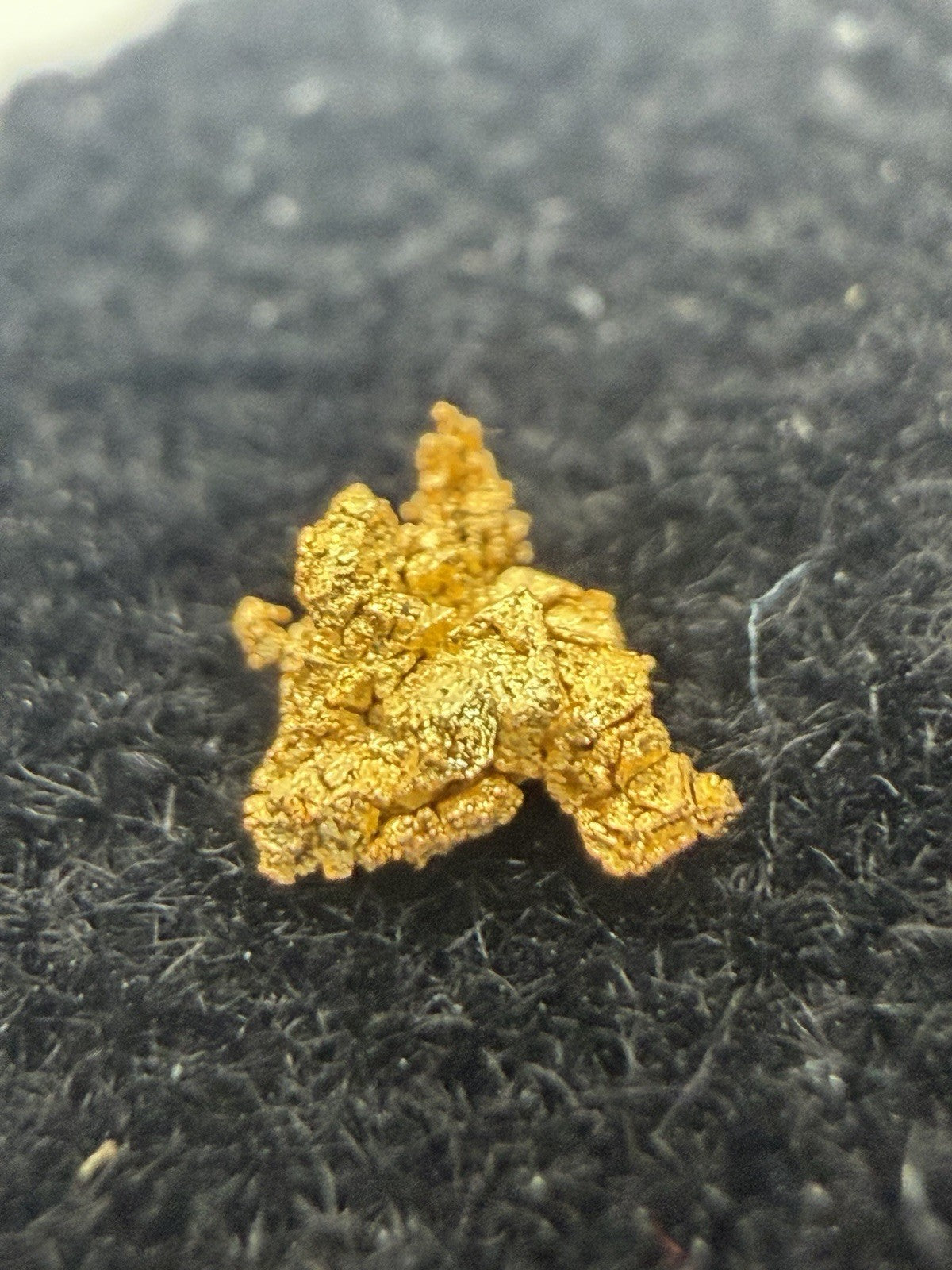 💥Beautiful Crystalline Specimen Gold Nugget From Baker County Oregon 0.09g 💥